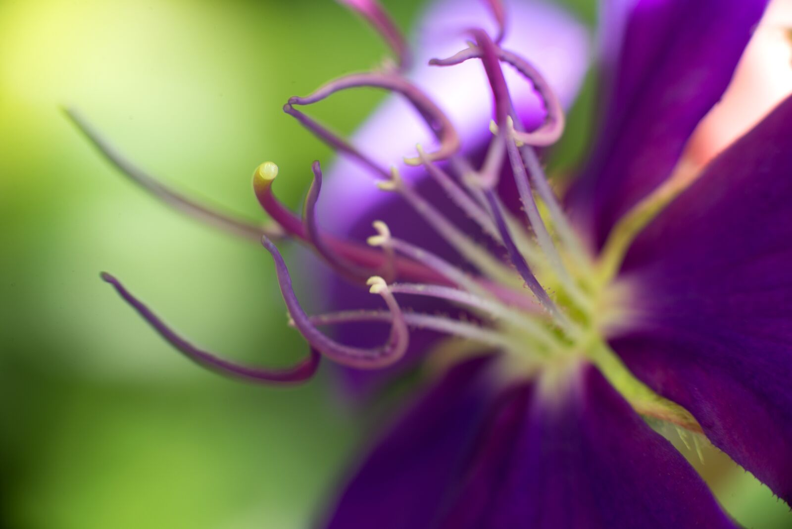Nikon D610 sample photo. Flower, purple, pollen photography