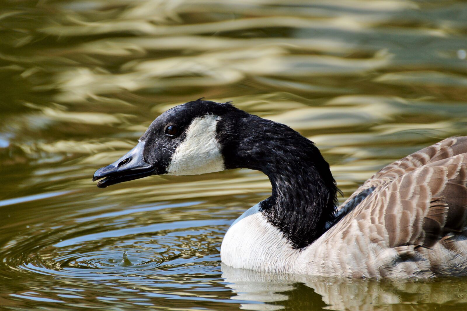 Nikon D3200 sample photo. Wild goose, goose, water photography