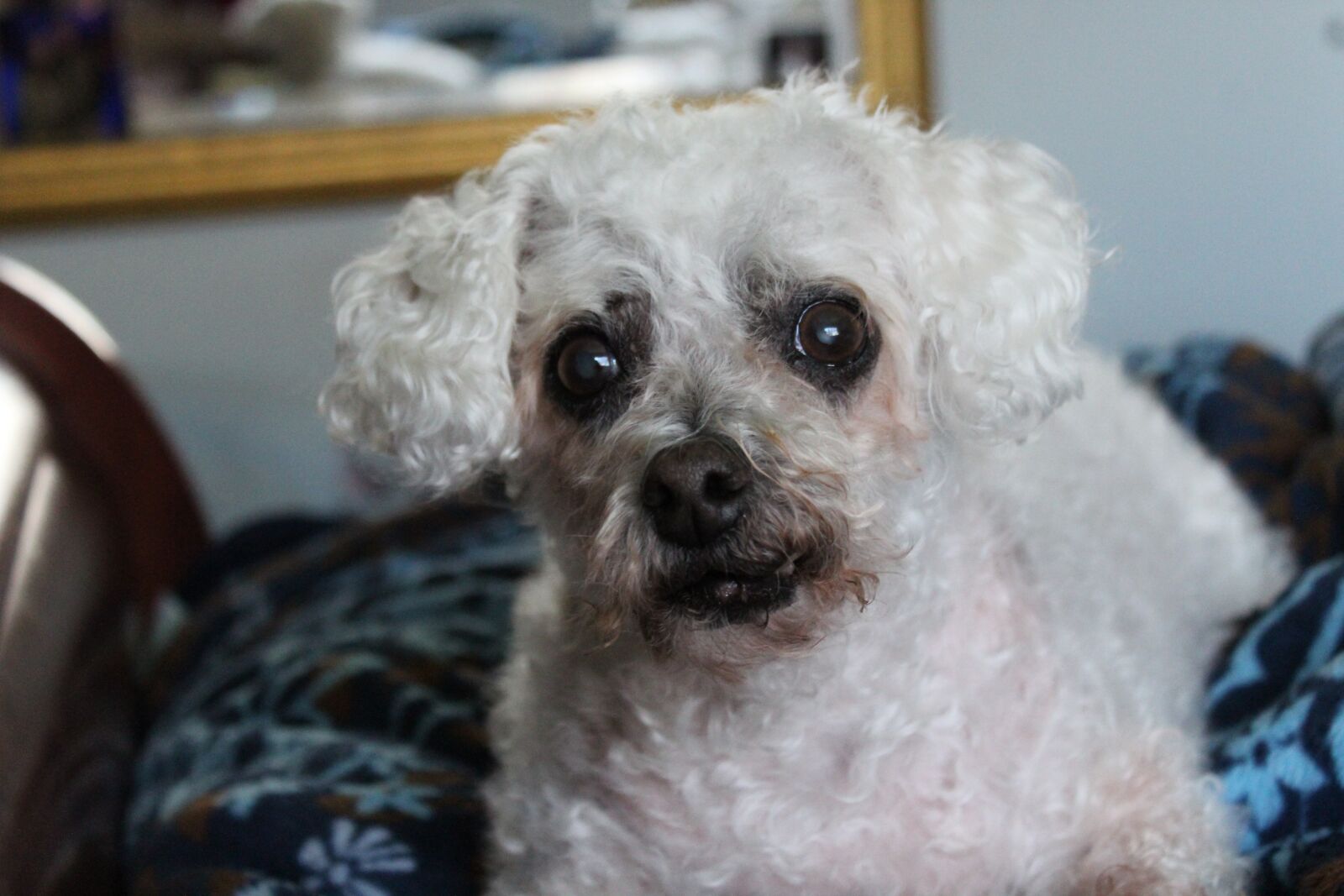 Canon EOS 1300D (EOS Rebel T6 / EOS Kiss X80) sample photo. Dog, white dog, fluffy photography