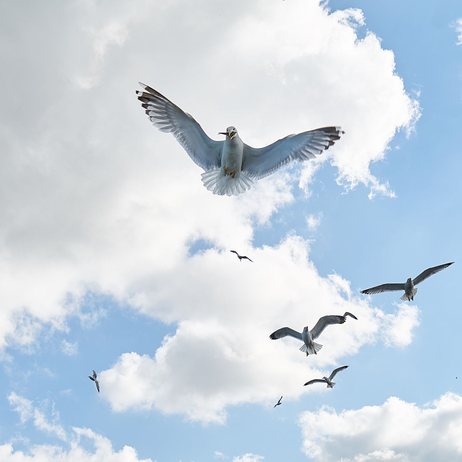 Sony a7R II sample photo. Seagull, bird, fly photography