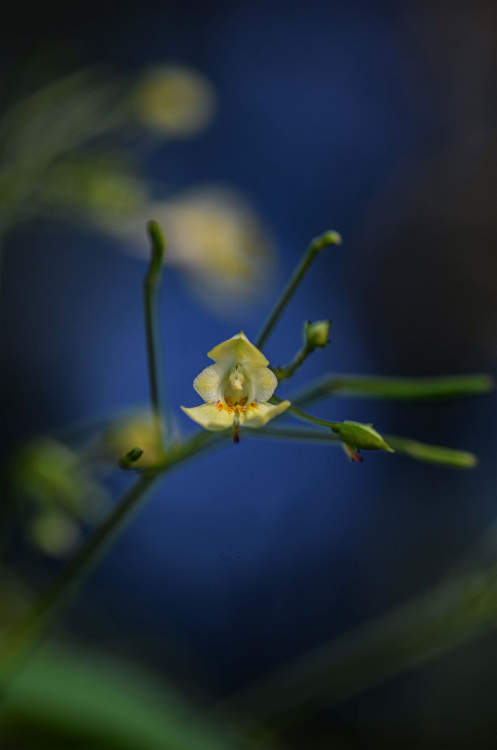 Nikon D7000 sample photo. Field bloom, flower, nature photography