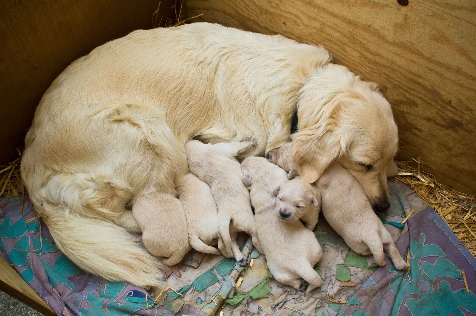 Nikon D50 sample photo. Puppies, golden, retriever photography