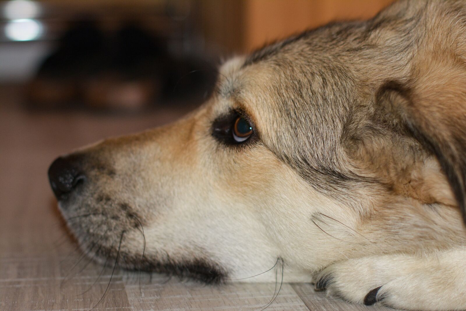 Nikon D7100 sample photo. Dog, herd protection dog photography