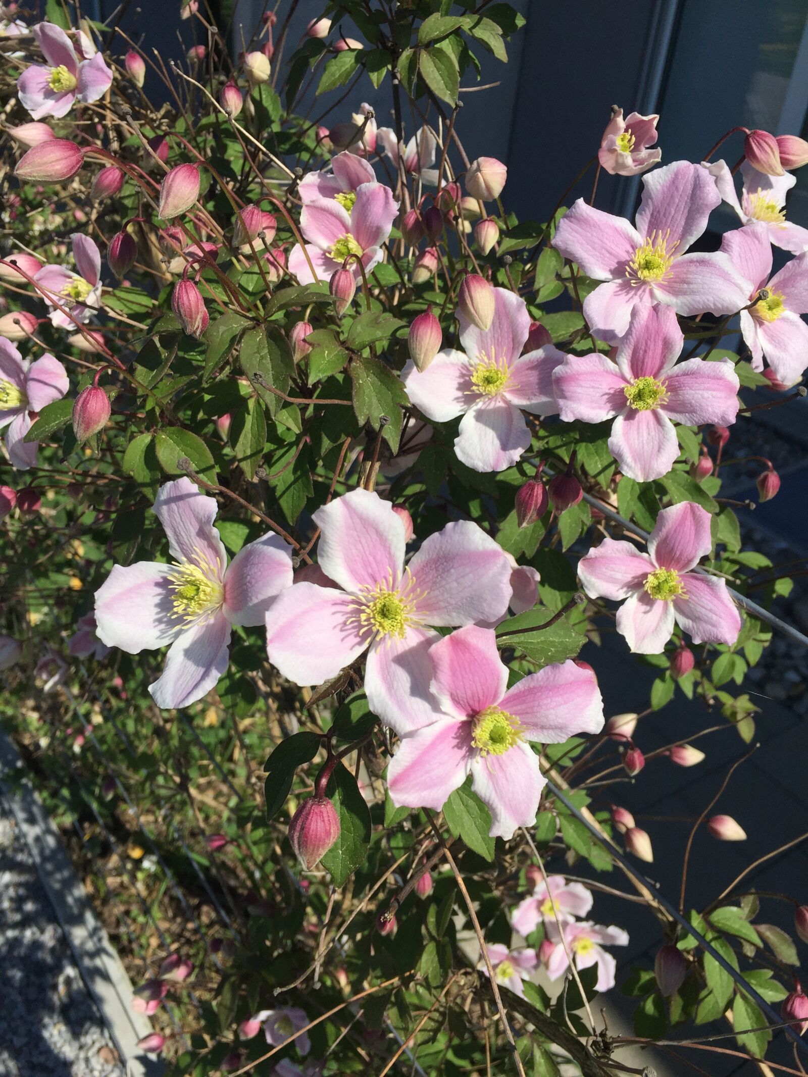 iPhone 6 back camera 4.15mm f/2.2 sample photo. Flowers, wild rose, pink photography
