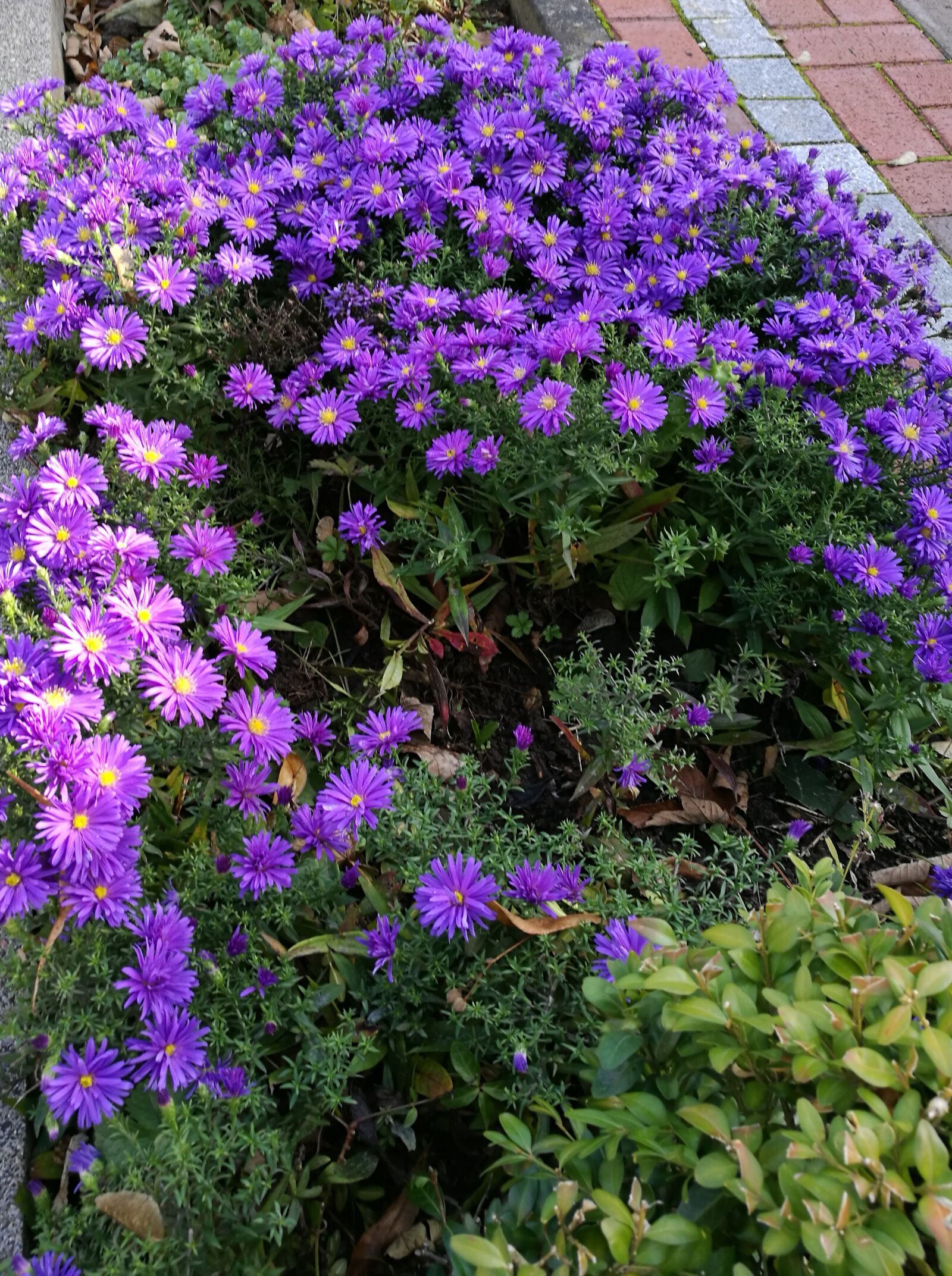 HUAWEI P9 sample photo. Time conversion, autumn flowers photography