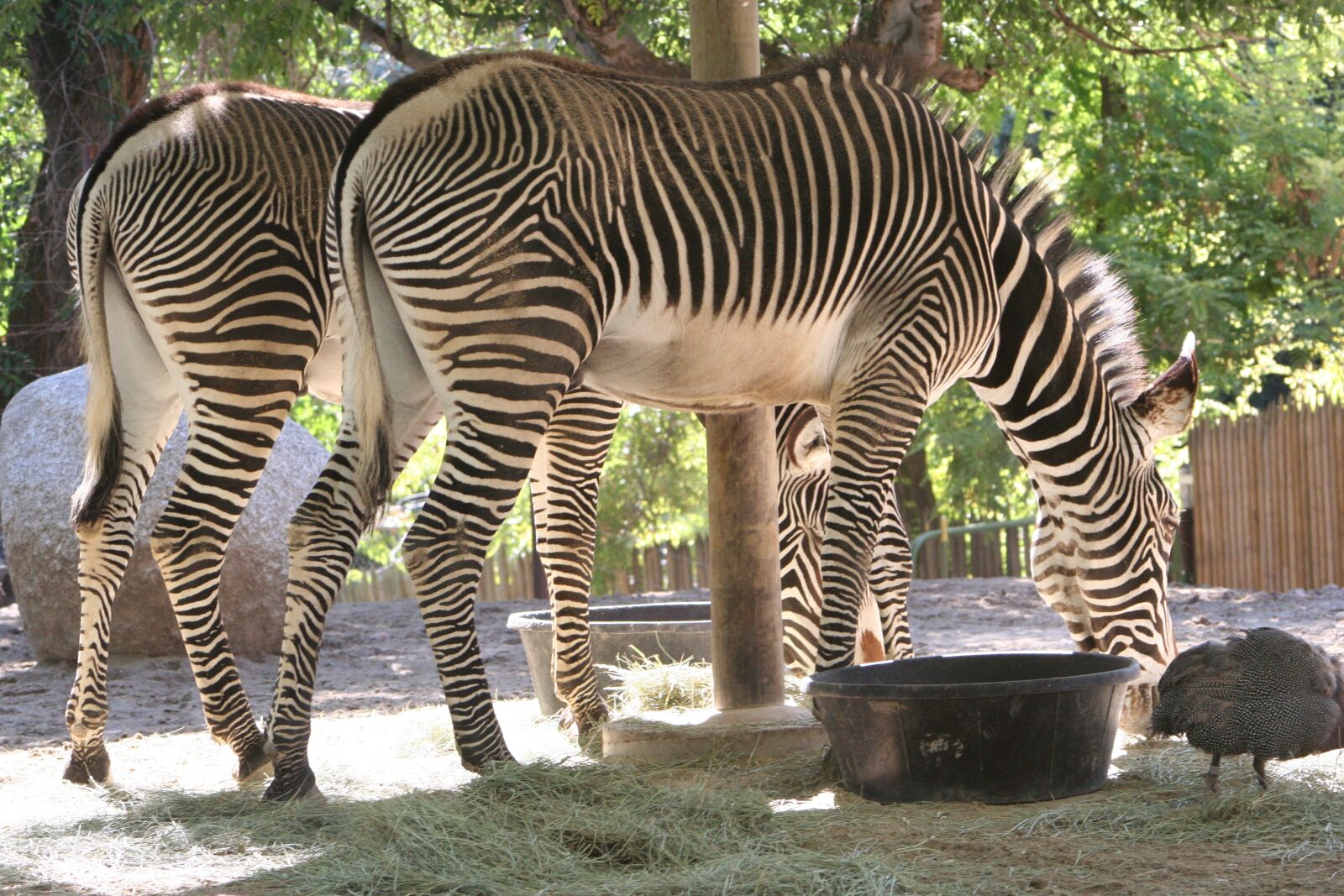 Canon EOS 350D (EOS Digital Rebel XT / EOS Kiss Digital N) sample photo. Zebras, mammal, africa photography