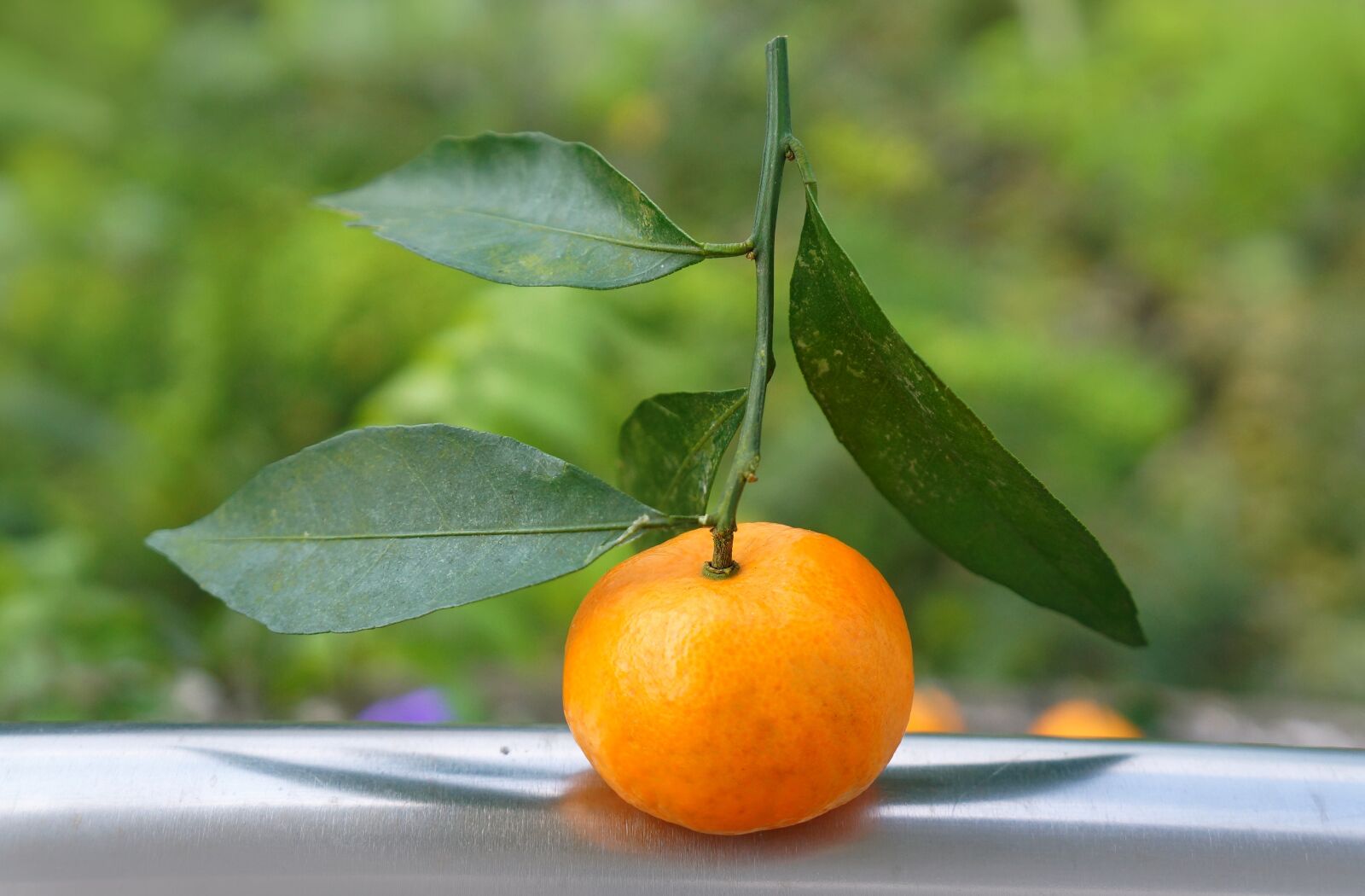 Sony Alpha NEX-F3 + Sony E 18-55mm F3.5-5.6 OSS sample photo. Food, fruits, tangerines photography