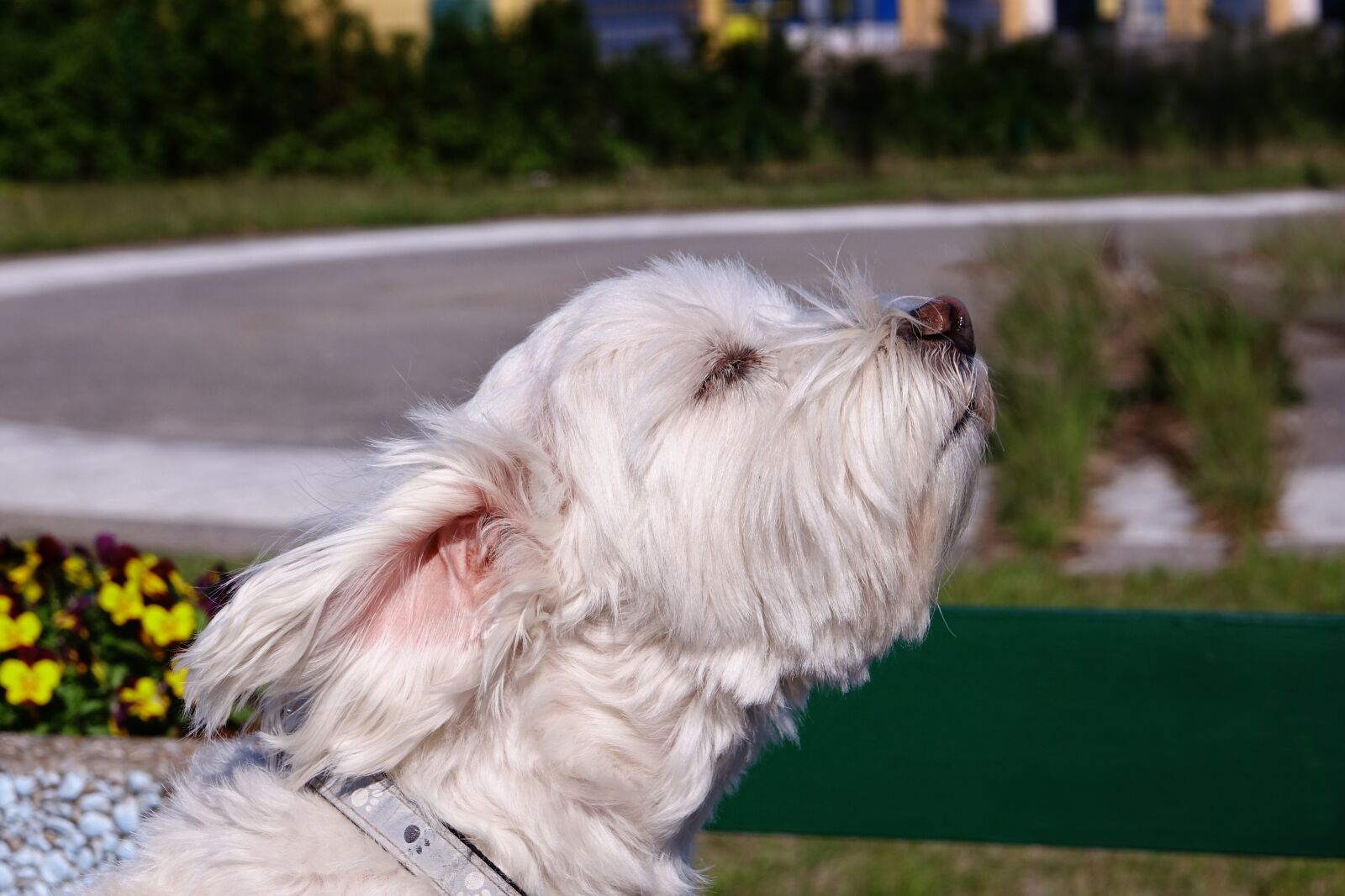 Sony Cyber-shot DSC-RX10 III sample photo. Animal, dog, pet photography