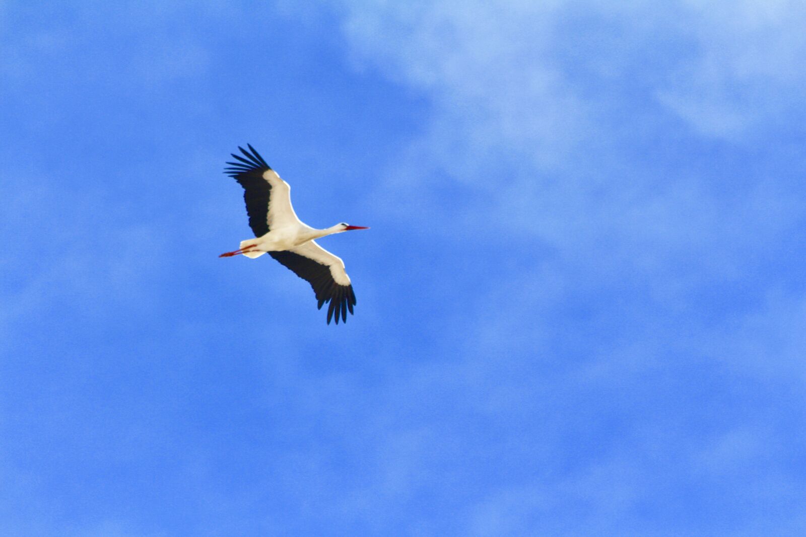 Canon EOS 700D (EOS Rebel T5i / EOS Kiss X7i) + Canon EF 70-300mm F4-5.6 IS USM sample photo. Stork, fly, freedom photography