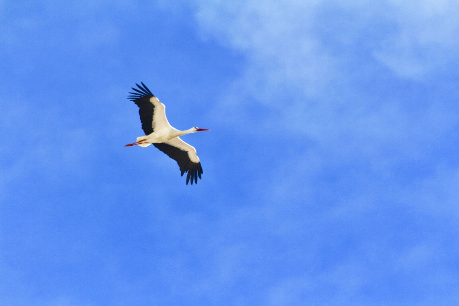 Canon EF 70-300mm F4-5.6 IS USM sample photo. Stork, fly, freedom photography