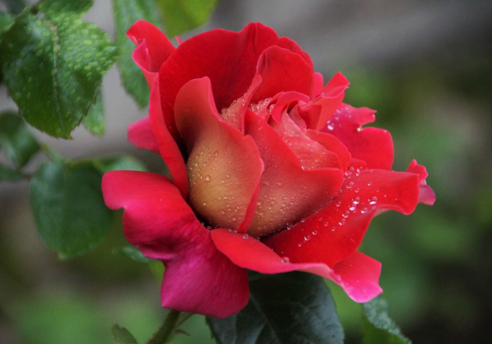 Sony SLT-A58 sample photo. Rose, flower, blossoming photography