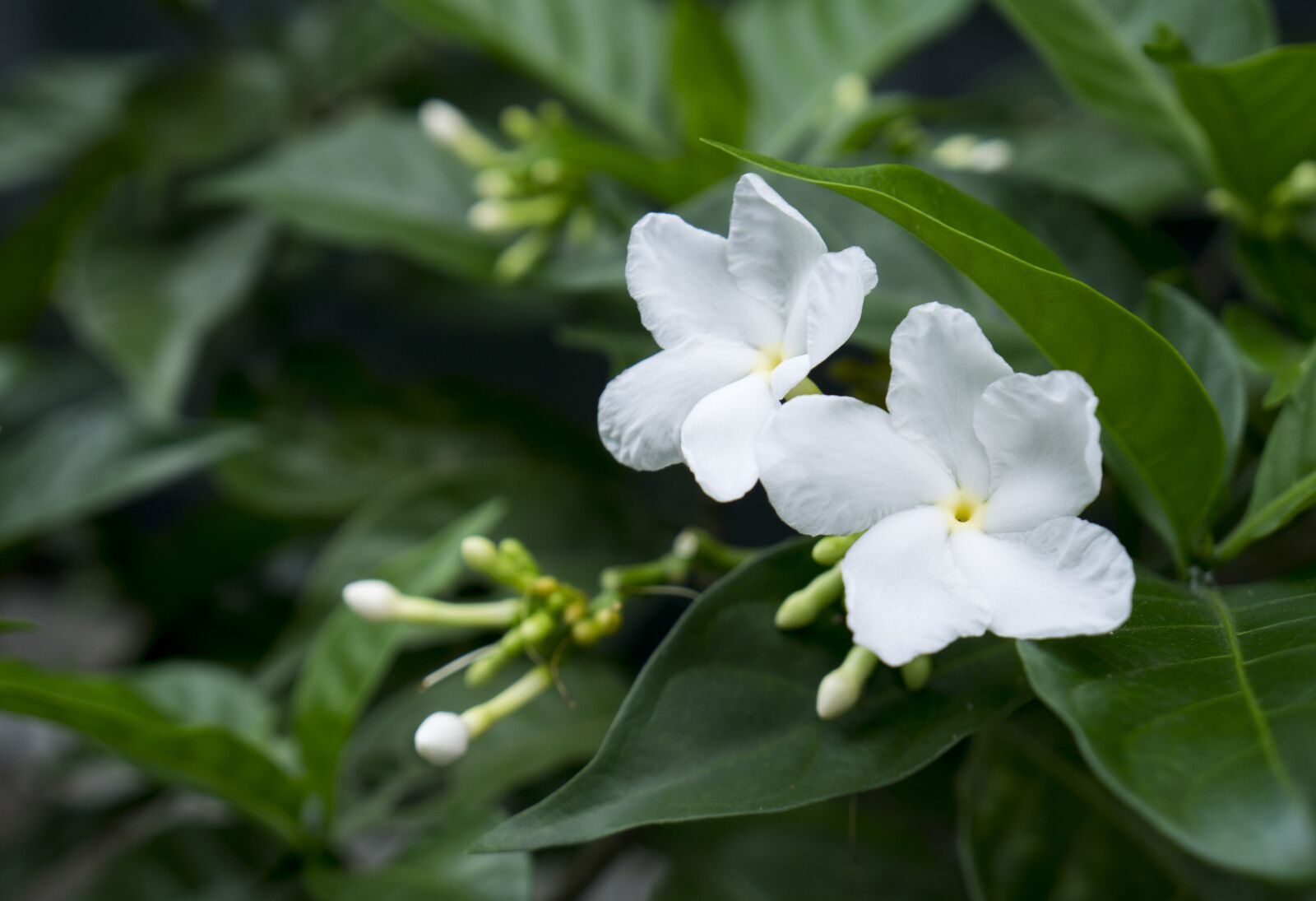 Sony Alpha NEX-F3 + Sony E 18-55mm F3.5-5.6 OSS sample photo. Jasmine, white flowers, natural photography