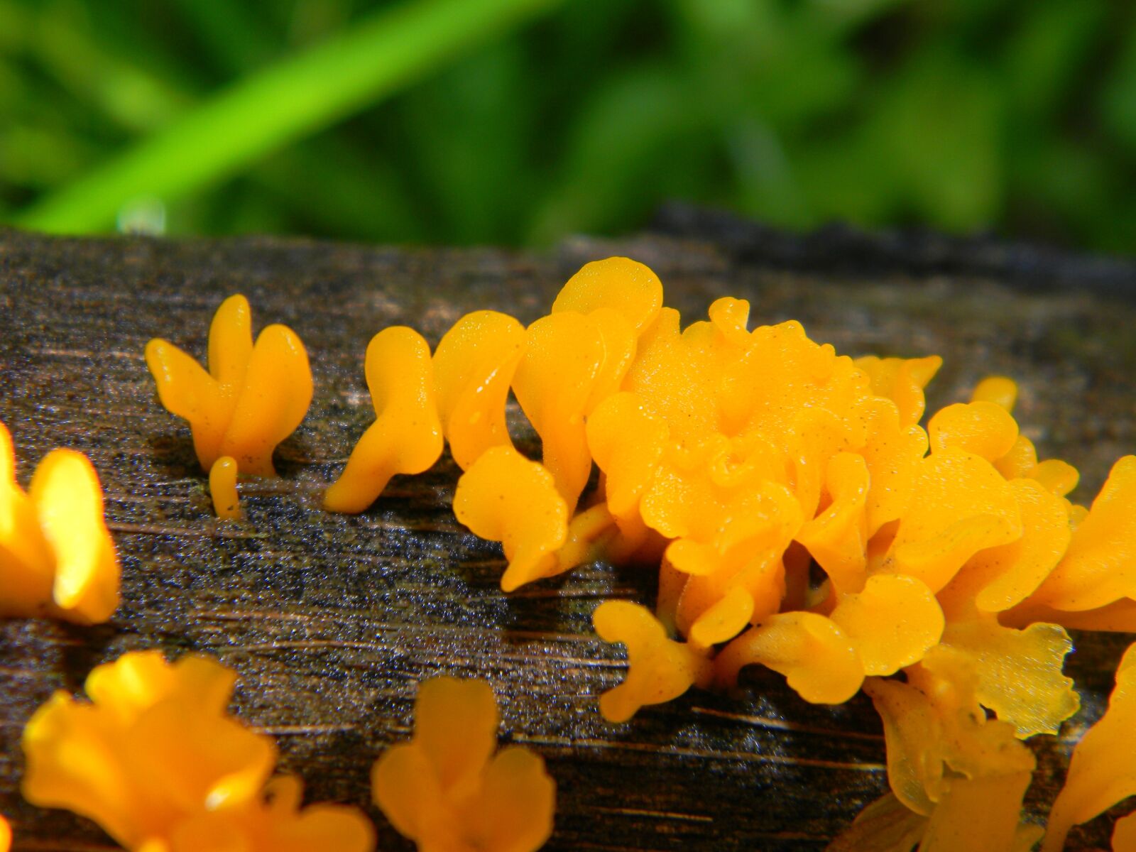 Nikon Coolpix L110 sample photo. Fungus, wood, wet photography
