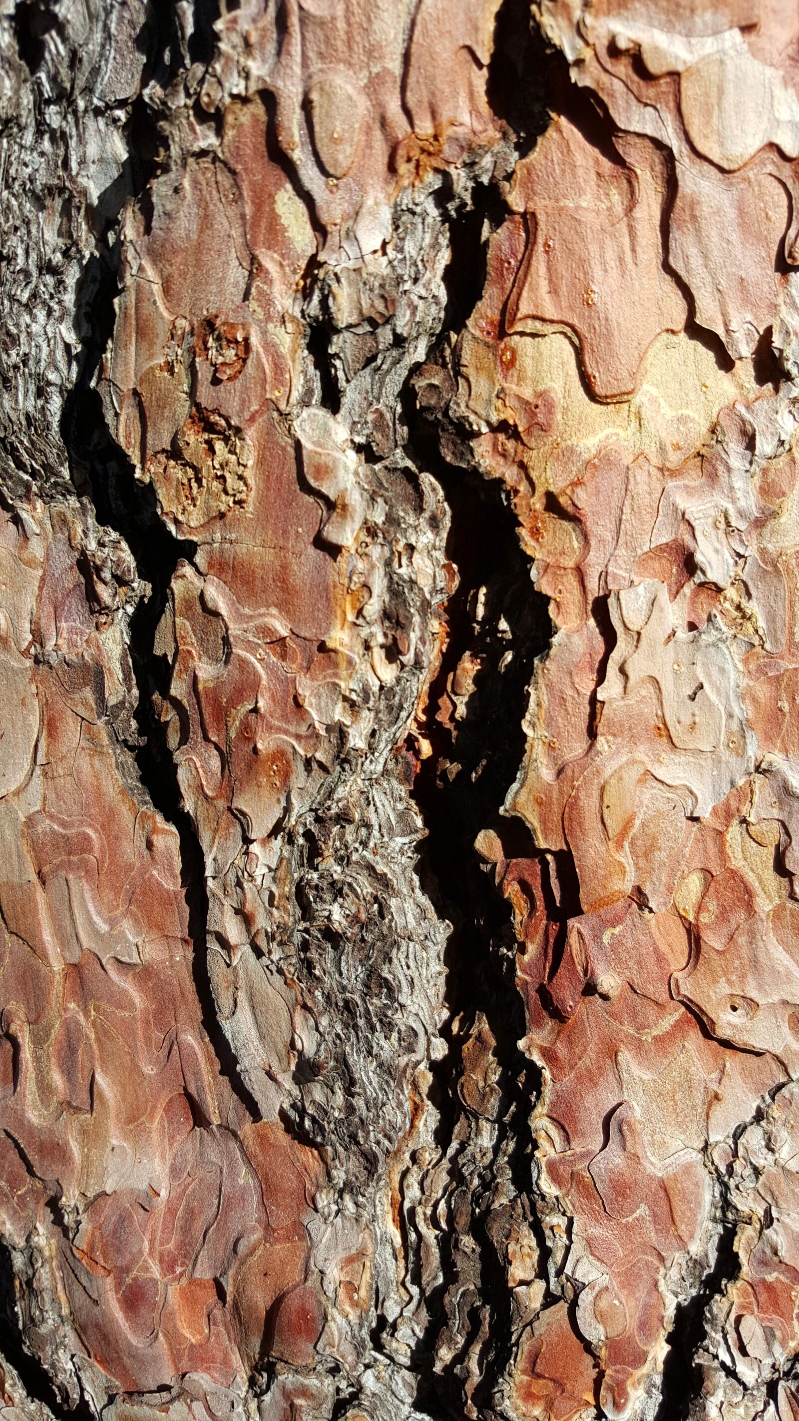Samsung Galaxy S6 sample photo. Wood, bark, tree photography