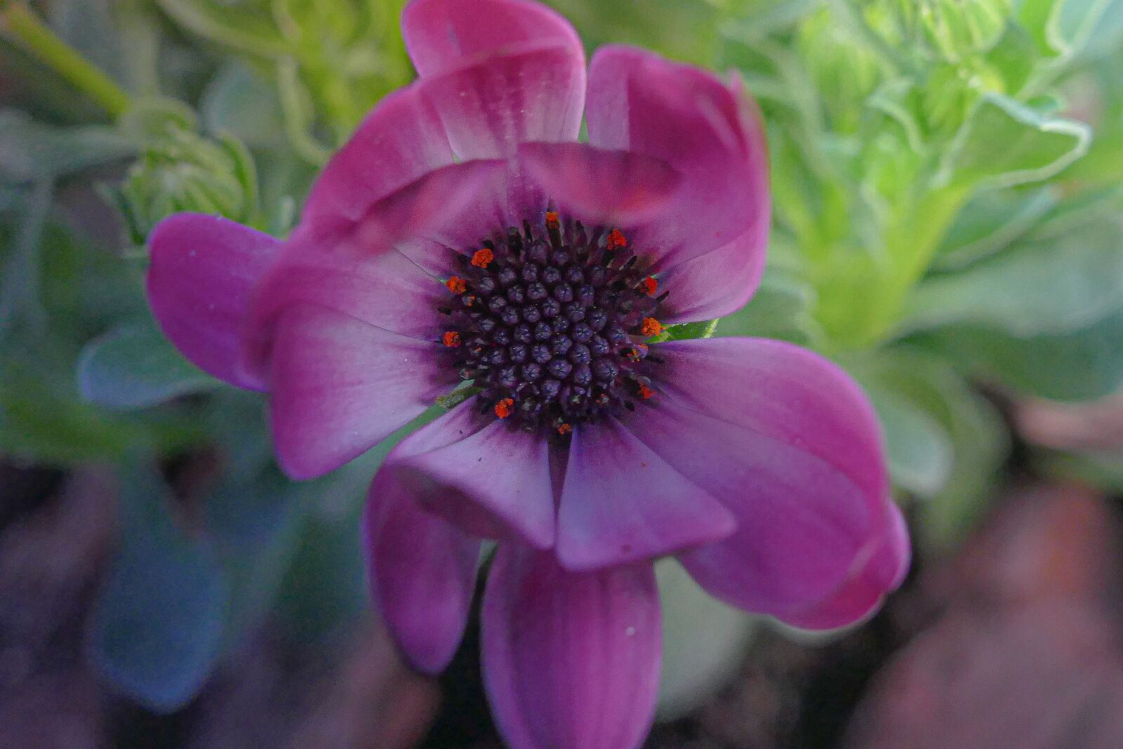 Panasonic Lumix DMC-FZ1000 sample photo. Flower, colors, nature photography