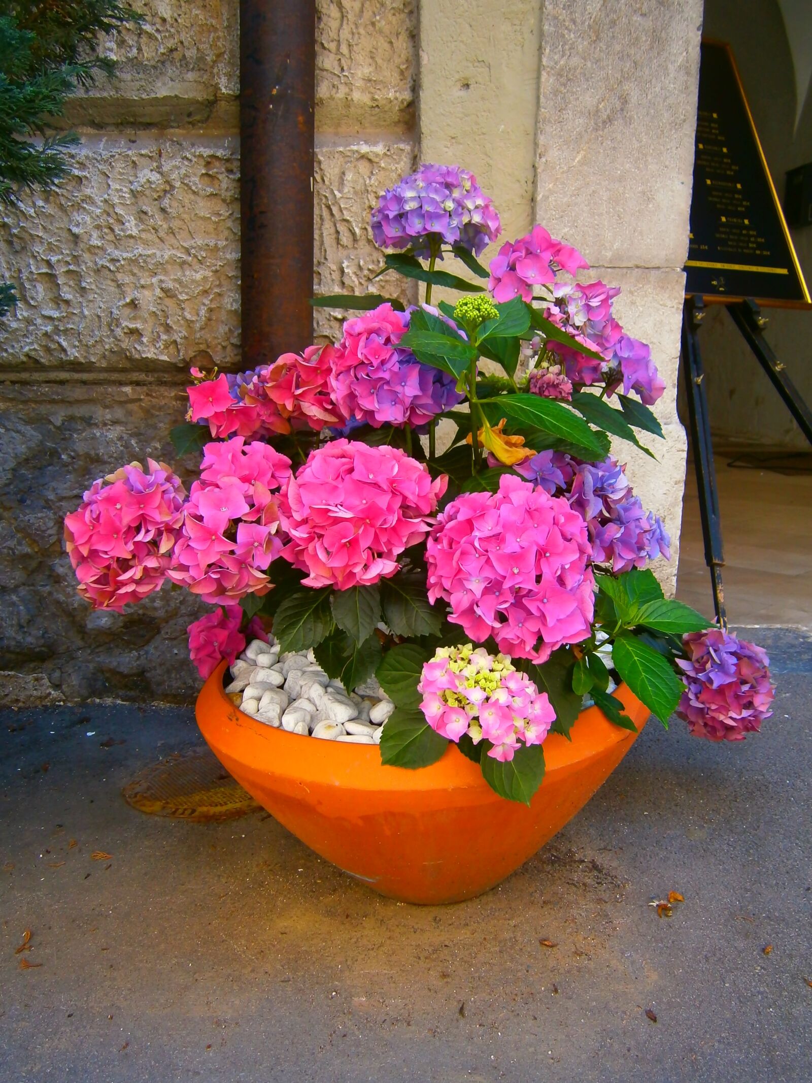 Olympus VG120,D705 sample photo. Flowers, colorful, pink photography