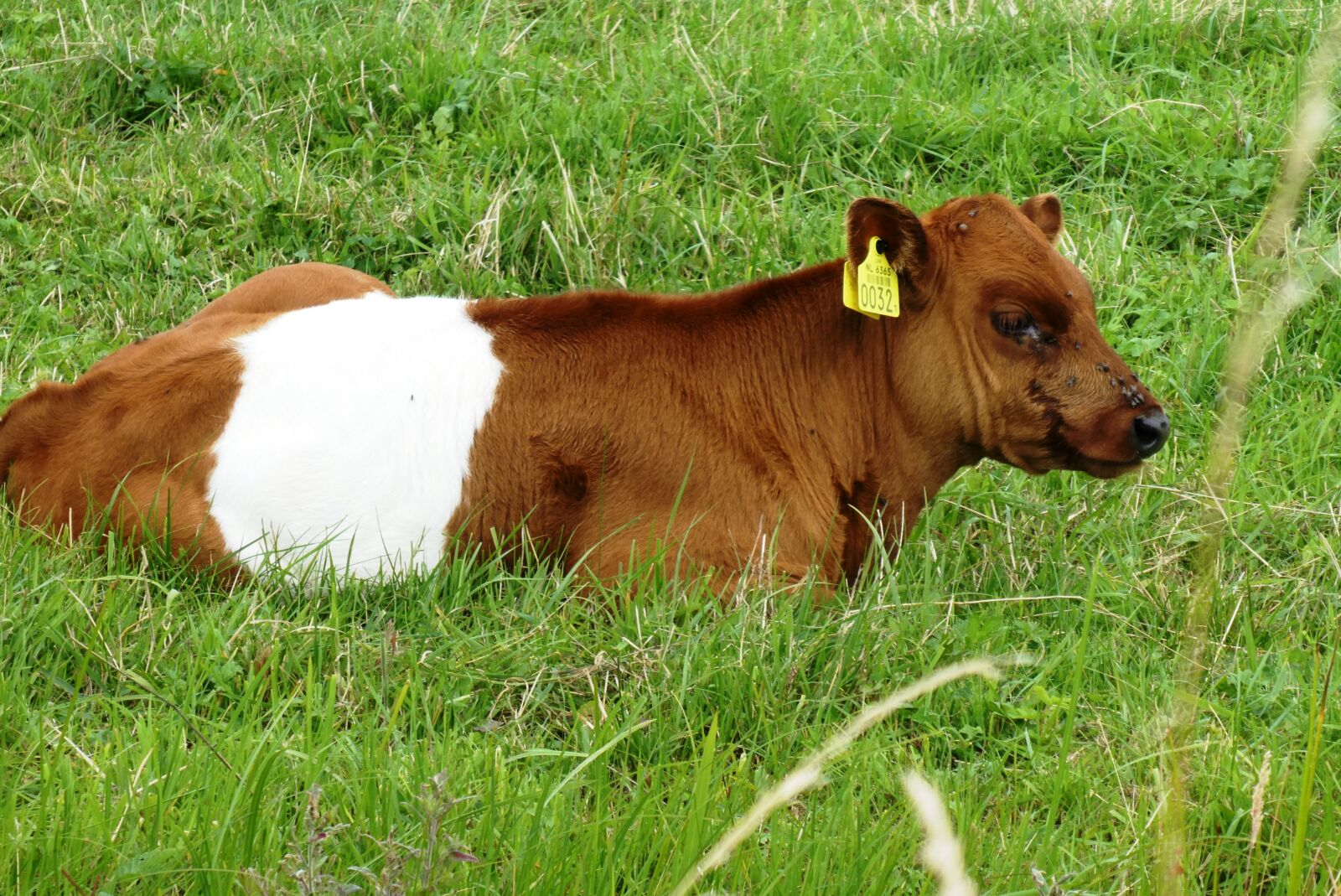 Panasonic Lumix DC-ZS70 (Lumix DC-TZ90) sample photo. Cow, pasture, mammal photography