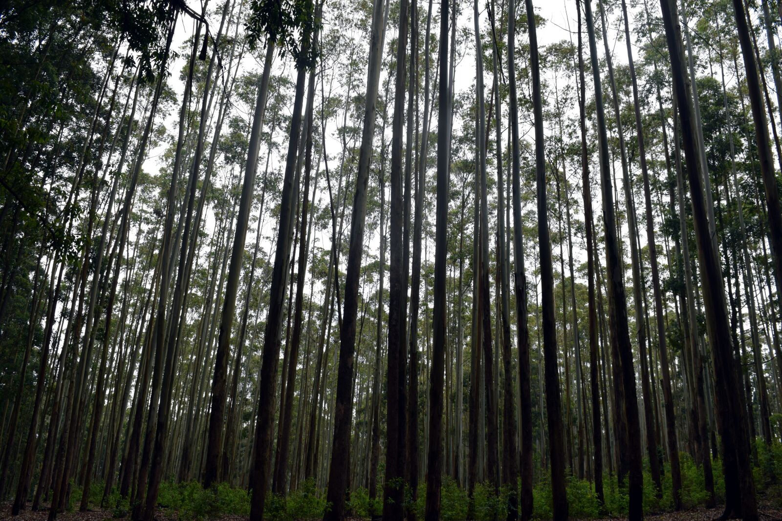 Nikon D3300 sample photo. Forest, nature, trees photography