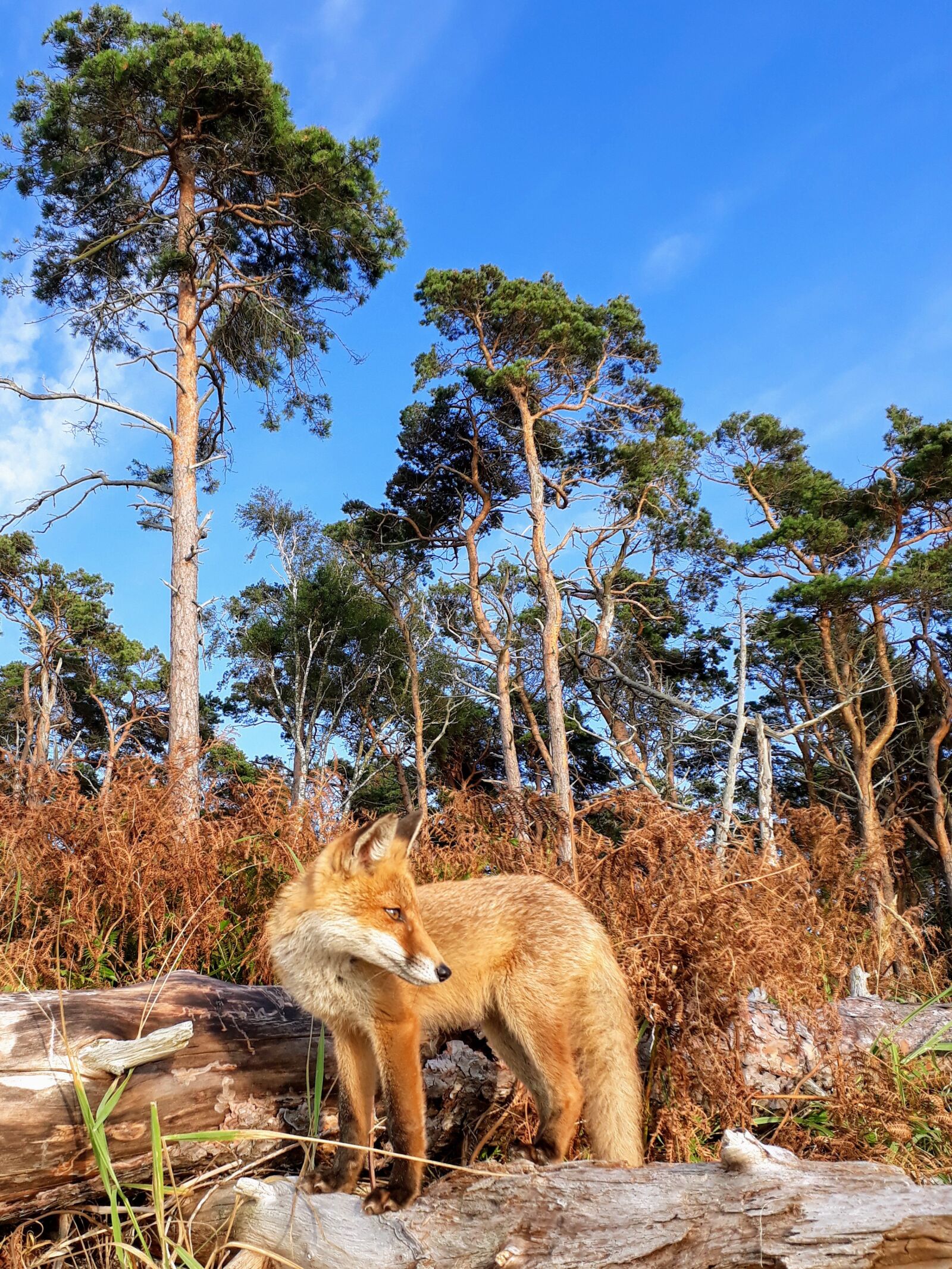 Samsung Galaxy A3(2017) sample photo. Fuchs, forest, red fox photography