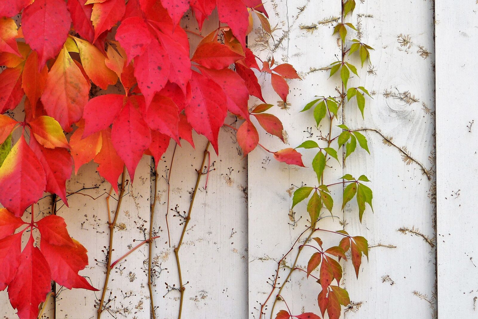 Panasonic Lumix DMC-FZ150 sample photo. Wine partner, autumn, wall photography
