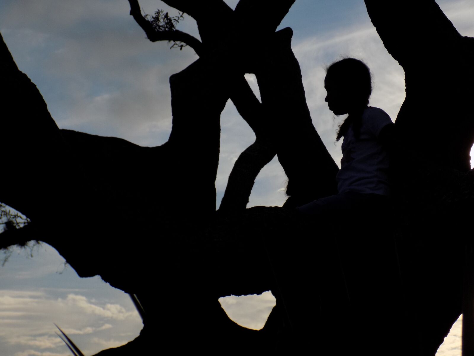 Nikon COOLPIX L340 sample photo. Thinking, tree, sunset photography
