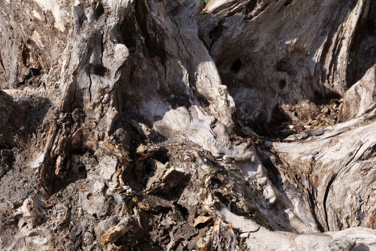 Panasonic Lumix DC-G9 sample photo. Nature, rau, tree photography