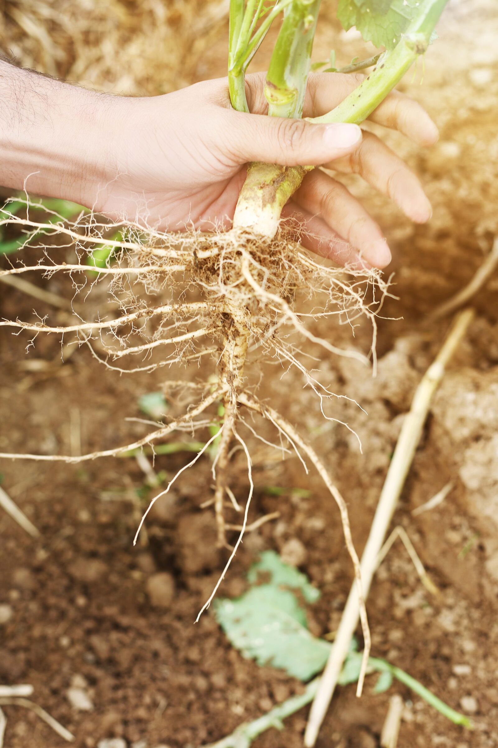 Canon EF 50mm F1.8 STM sample photo. Root, garden, organic photography