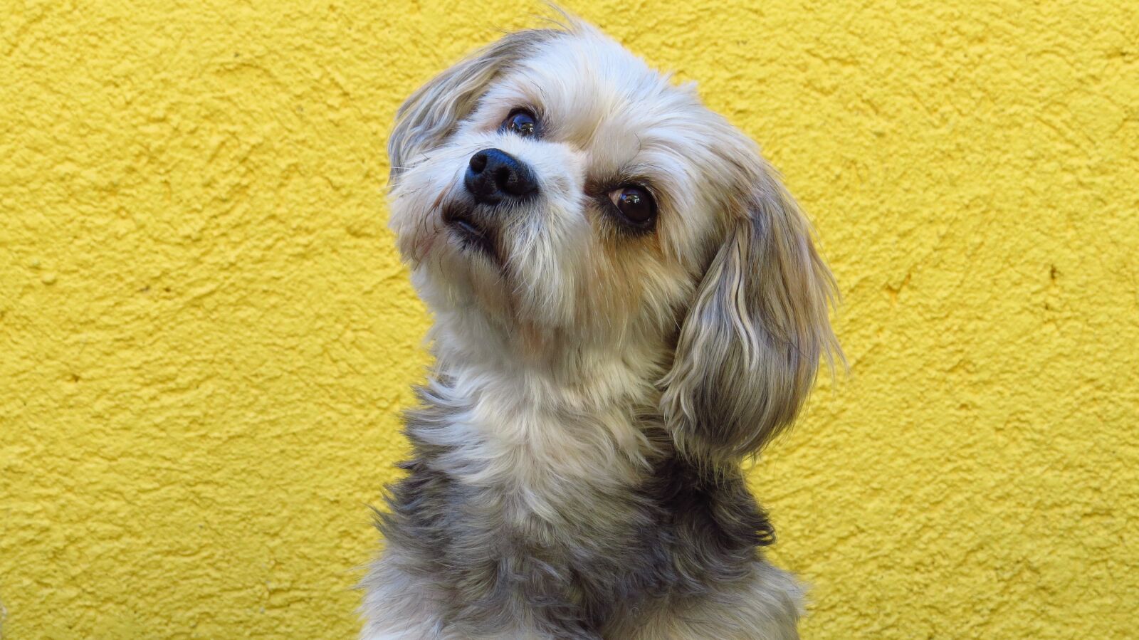 Canon PowerShot SX50 HS sample photo. Animal, dog, yorkshire maltese photography