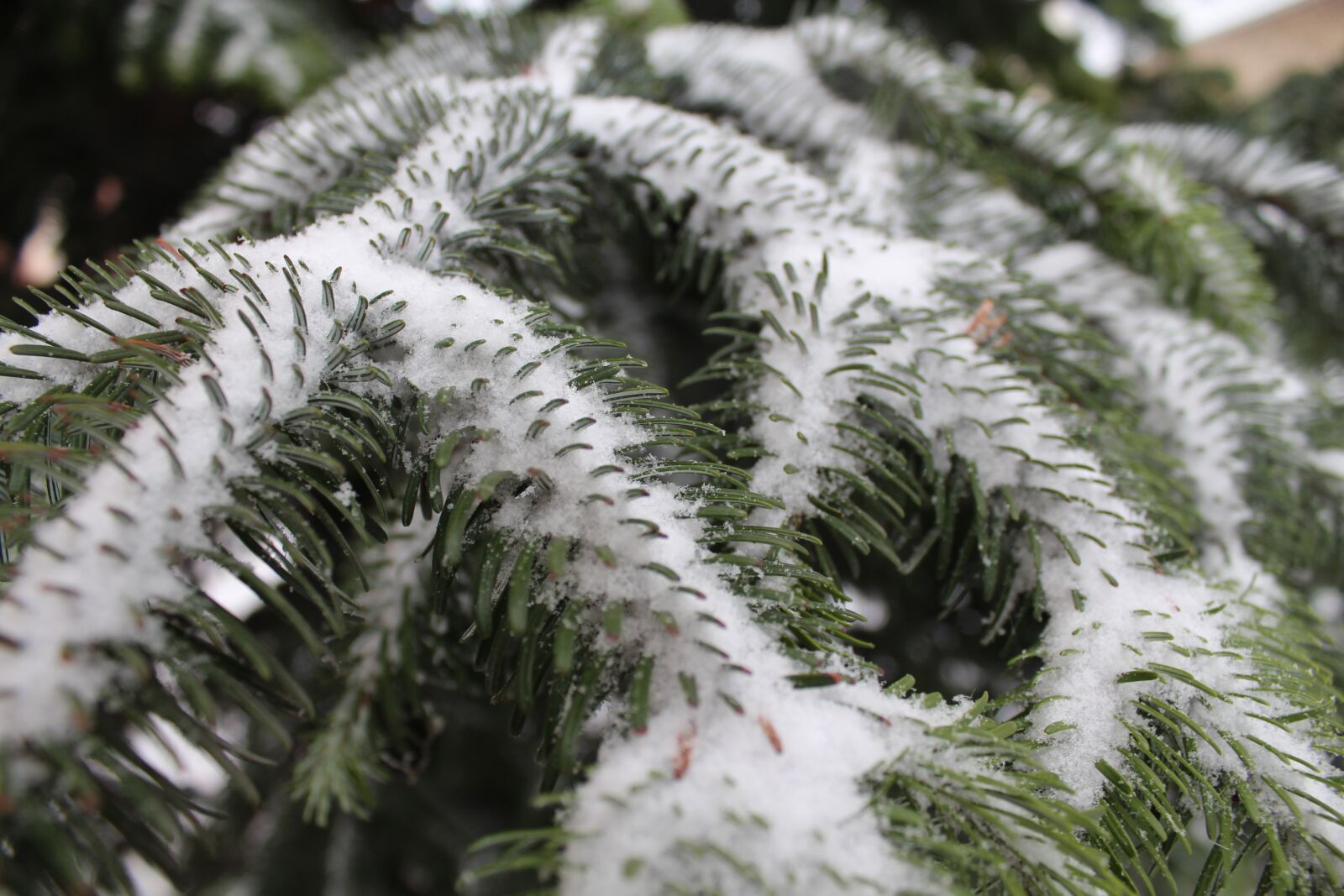 Canon EOS 650D (EOS Rebel T4i / EOS Kiss X6i) sample photo. Winter, nature, tree photography