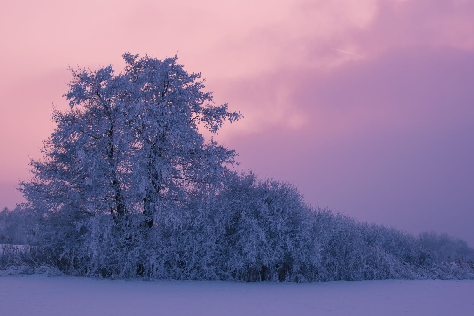 Nikon D5500 sample photo. Tree, winter, sunset photography