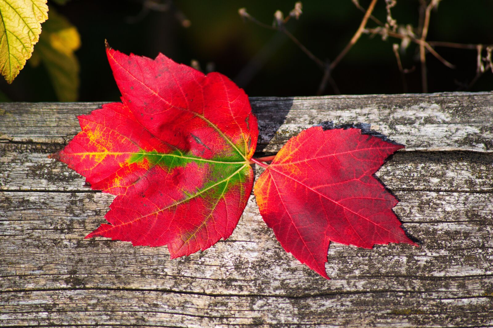 Nikon D3300 sample photo. Autumn, leaves, forest photography