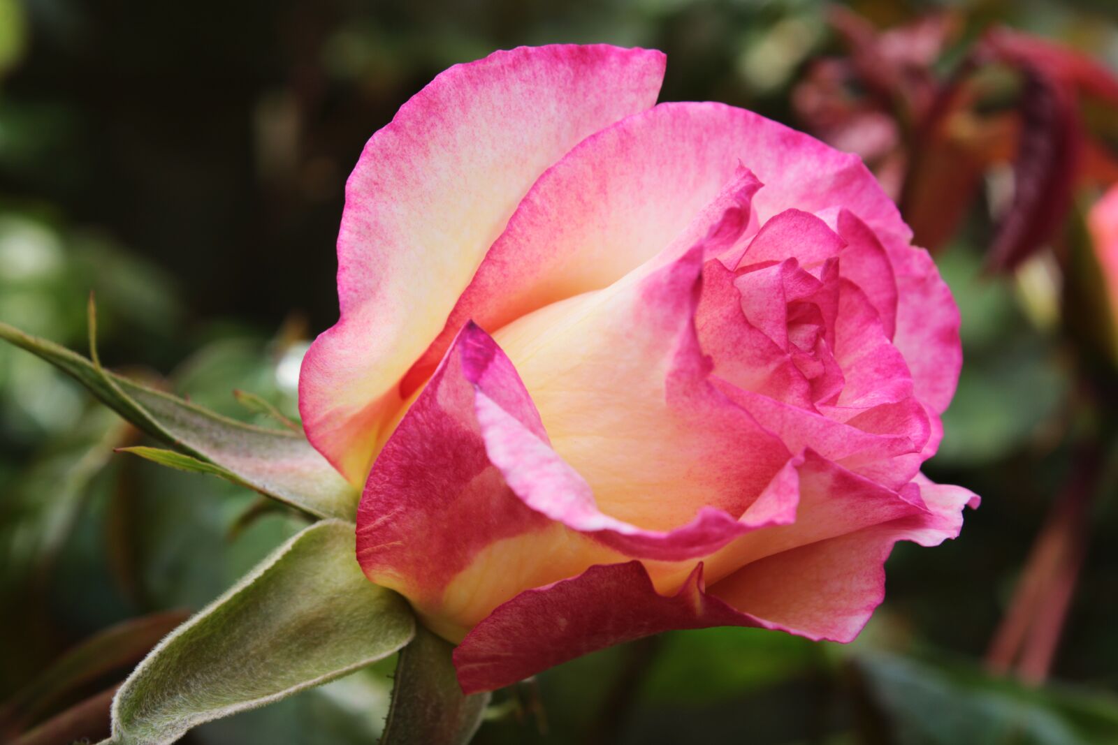 Canon EOS 2000D (EOS Rebel T7 / EOS Kiss X90 / EOS 1500D) sample photo. Pink rose, bicolor rose photography