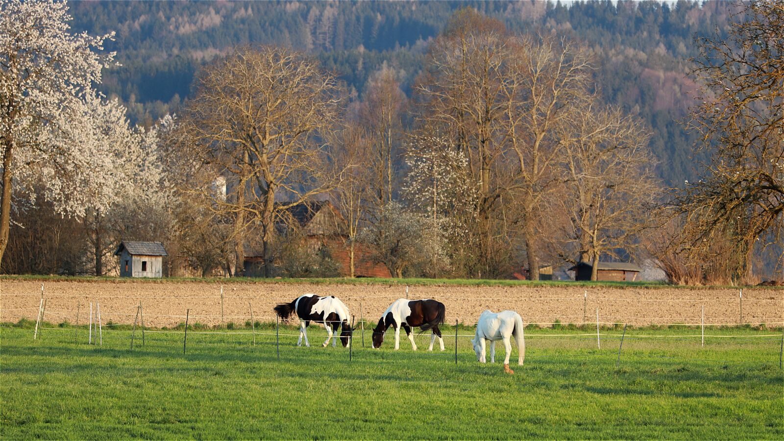 Canon EOS R sample photo. Landscape, horses, twilight photography