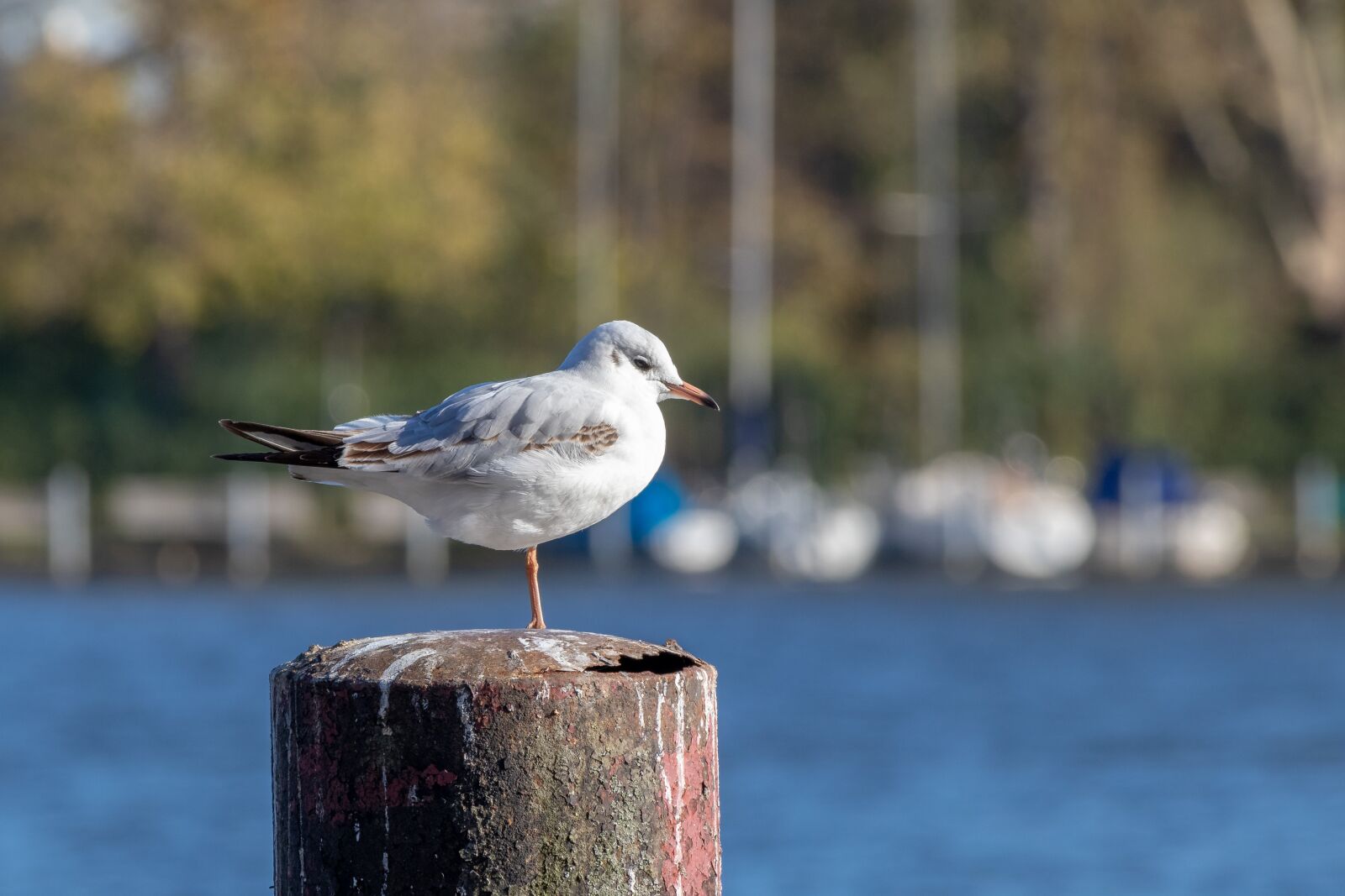 Canon EF 70-300 F4-5.6 IS II USM sample photo. Seagull, bird, wasserfogel photography
