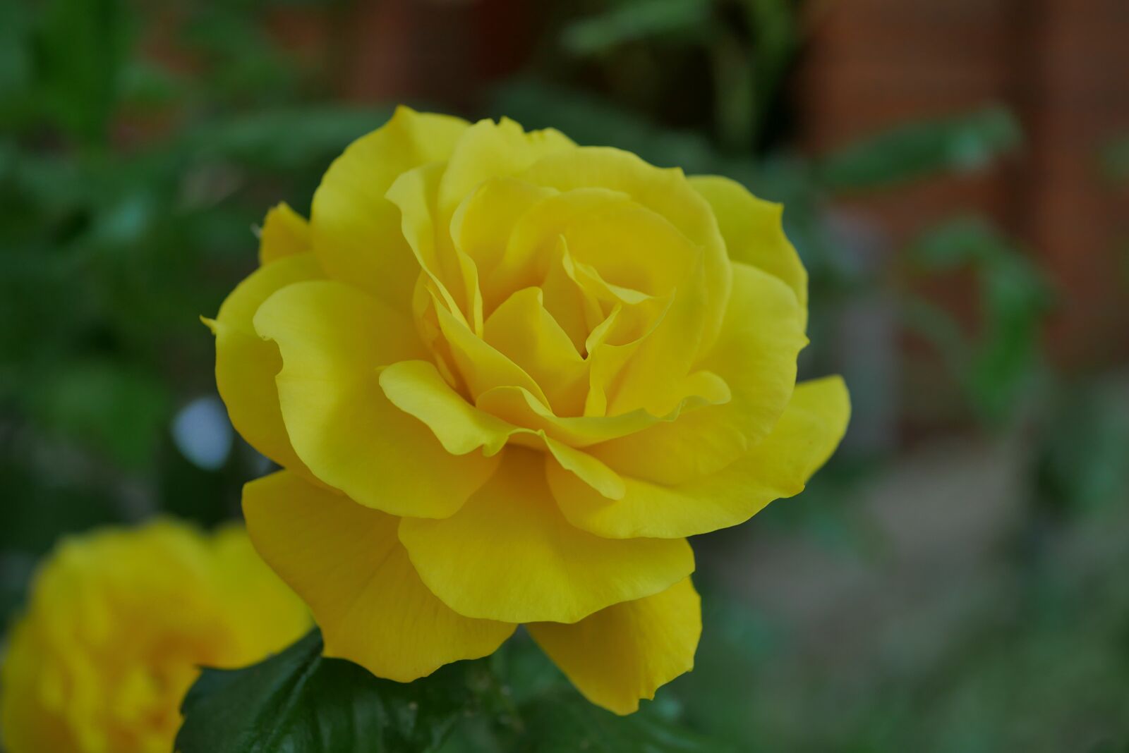 Panasonic DMC-G70 sample photo. Flower, rose yellow, rose photography