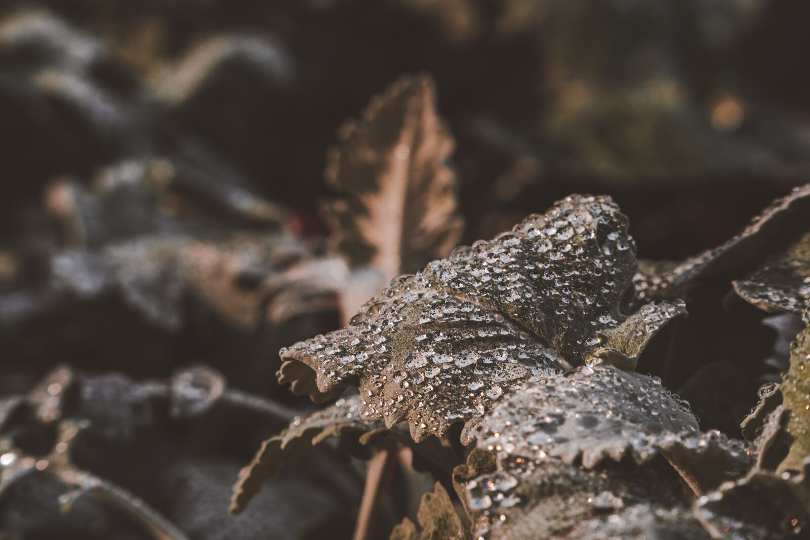 Sony a6000 + Sony E PZ 18-105mm F4 G OSS sample photo. Sheet, nature, foliage photography