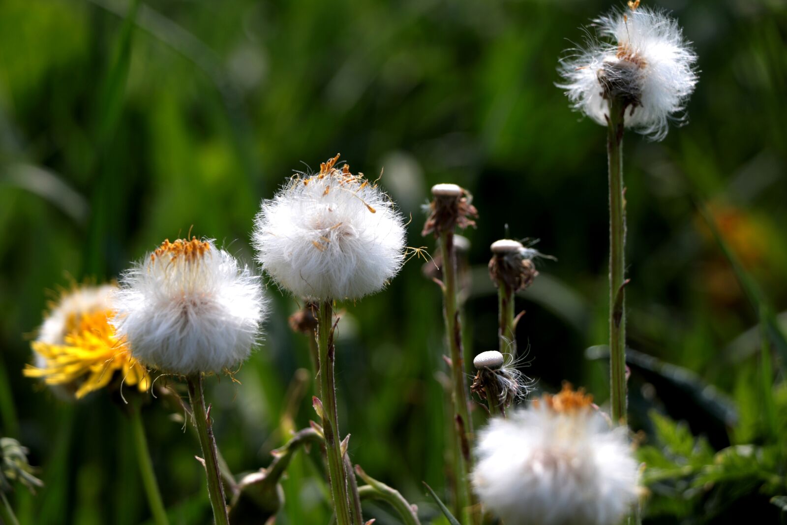 Canon EOS 7D Mark II + Canon EF-S 18-135mm F3.5-5.6 IS STM sample photo. Coltsfoot, lint, overblown photography