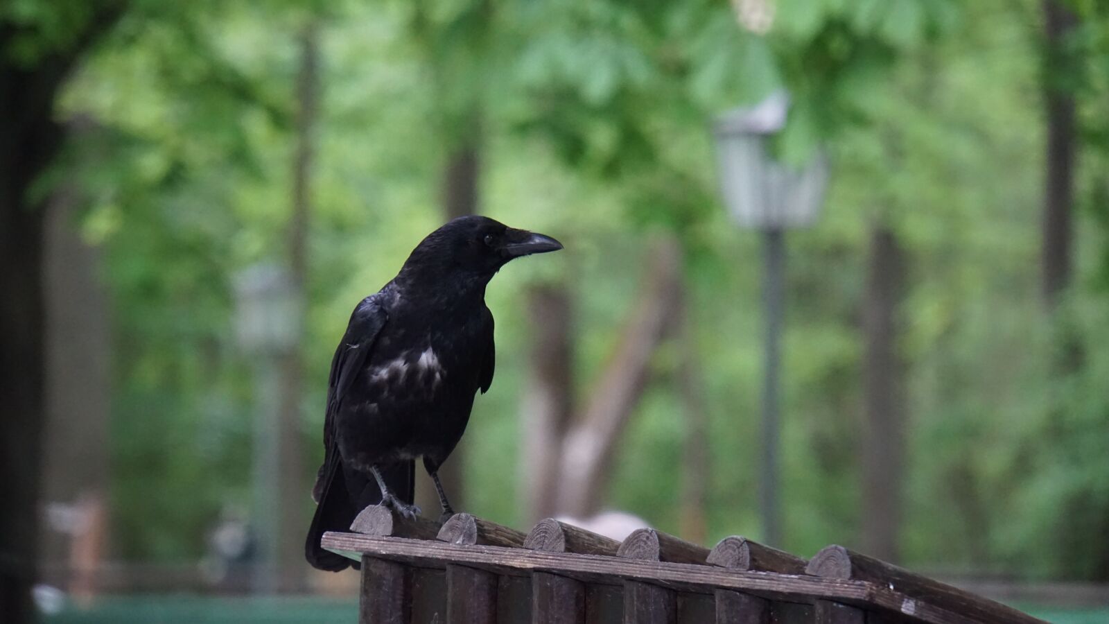 Sony E 18-200mm F3.5-6.3 OSS LE sample photo. Crow, raven, bird photography