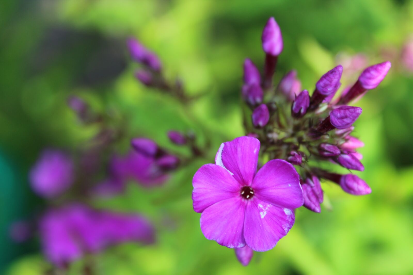 Canon EOS 1300D (EOS Rebel T6 / EOS Kiss X80) sample photo. Flower, nature, garden photography