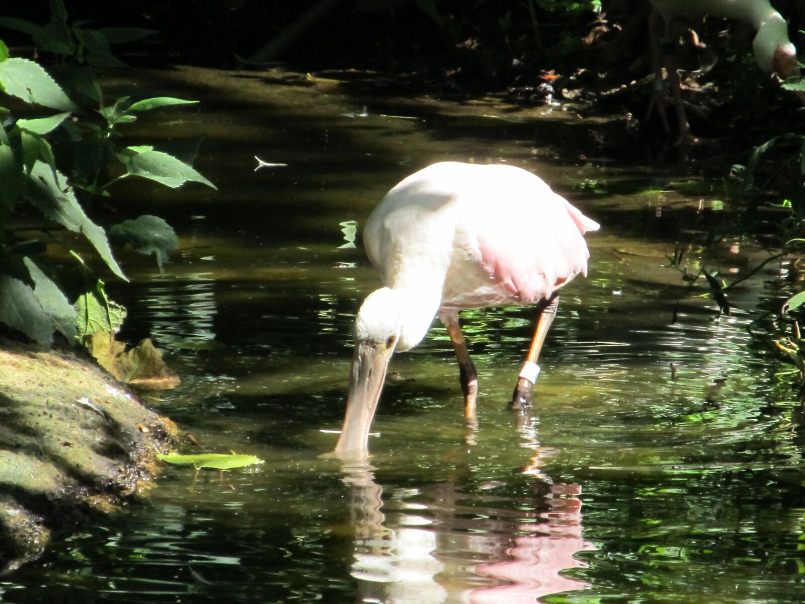 Canon PowerShot SX130 IS sample photo. Roseate spoonbill, bird, tropical photography
