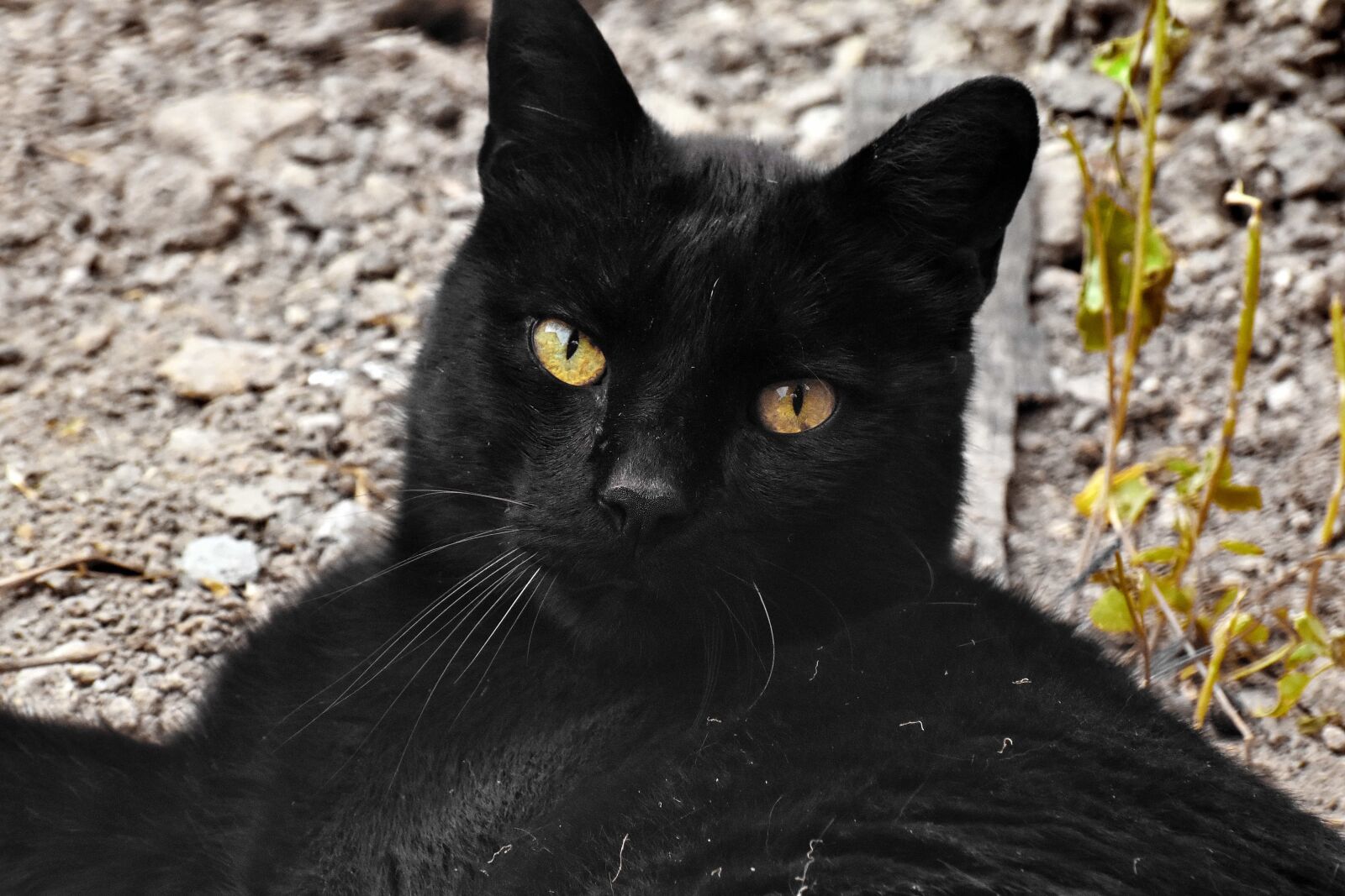 Nikon D5500 sample photo. Black, cat, domestic cat photography