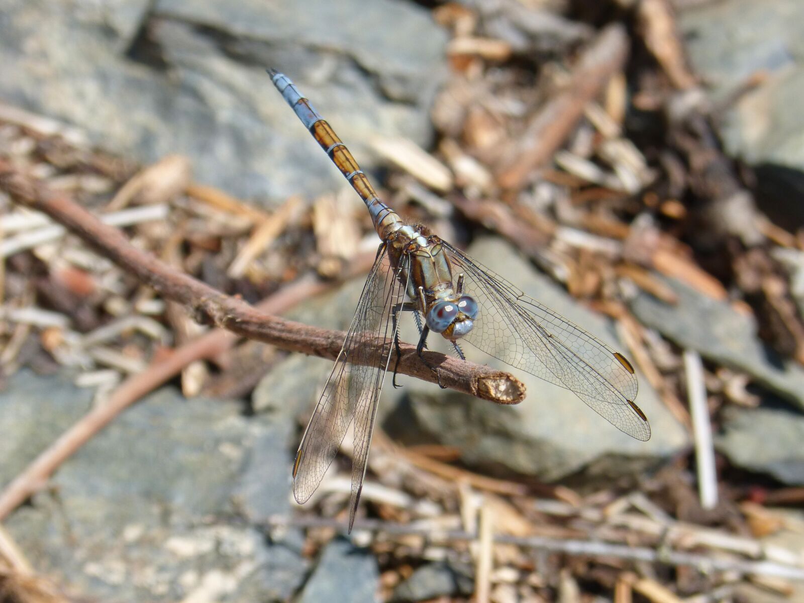 Panasonic DMC-FZ62 sample photo. Dragonfly, blue and yellow photography