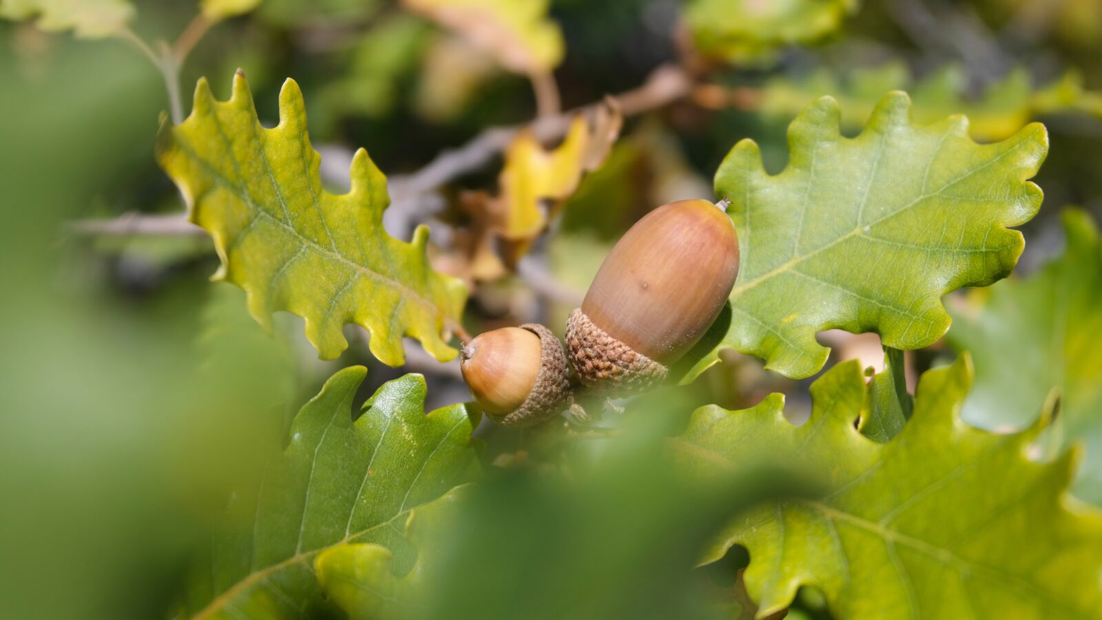 Samsung NX300 sample photo. Oak, acorn, forest photography
