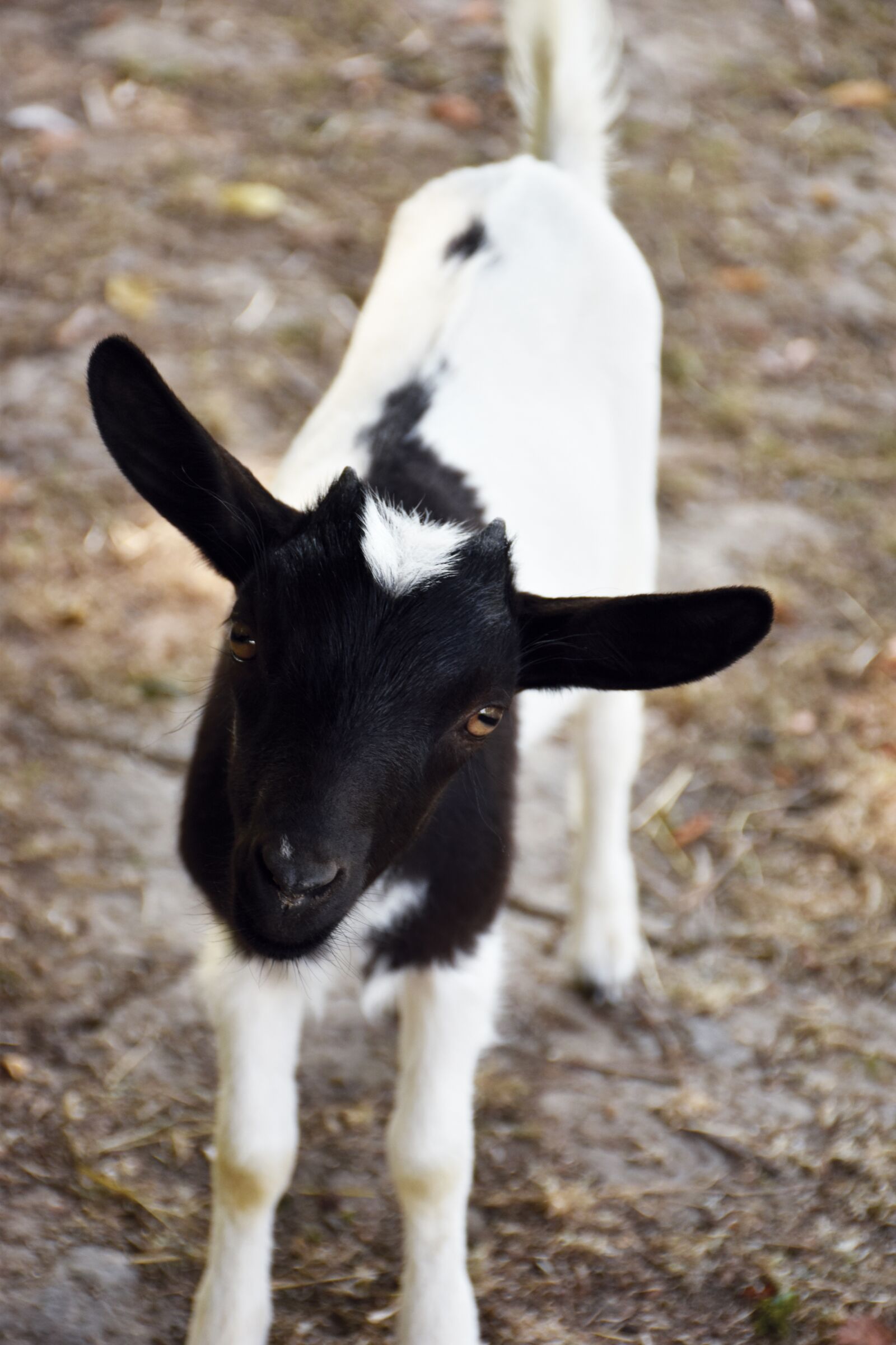 Nikon D5500 sample photo. Goat, kids, lower short photography