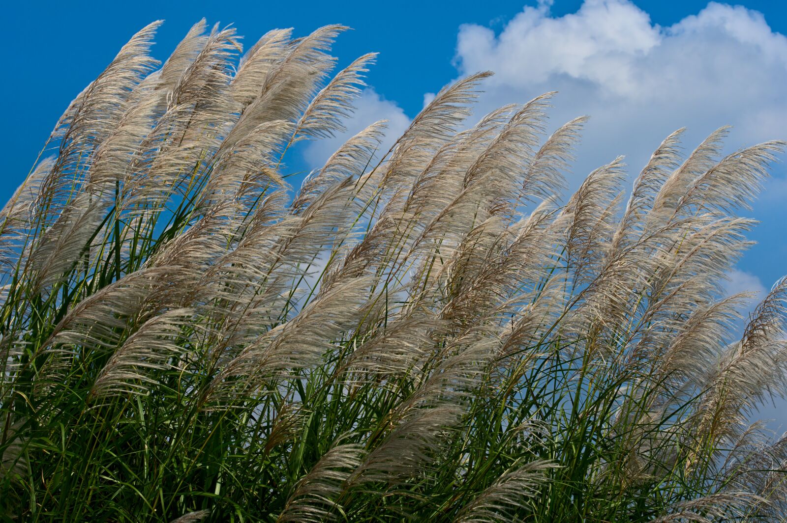 Nikon D500 sample photo. Giant reed, miscanthus, silvergrass photography