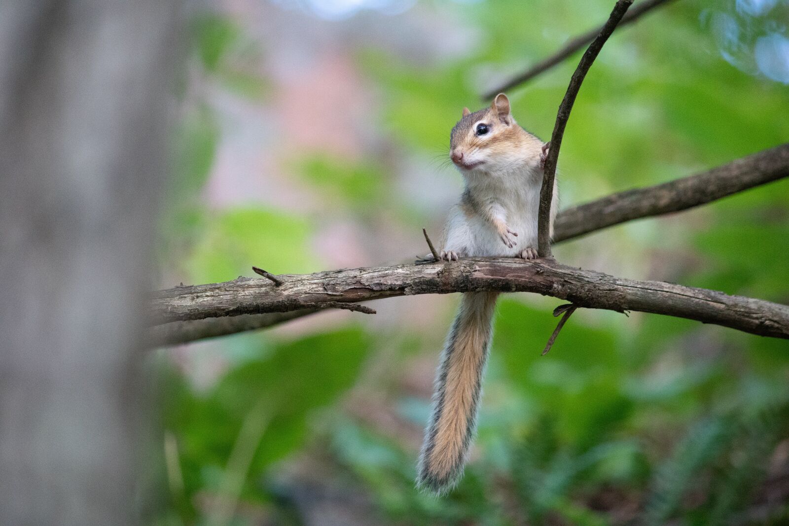 Sony a6500 + Canon EF-S 55-250mm F4-5.6 IS II sample photo. Chipmunk, tree, branch photography