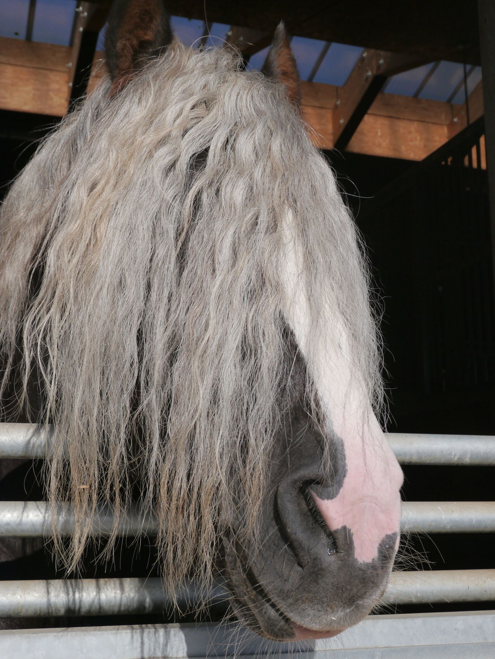 Panasonic Lumix DMC-G3 sample photo. Horse, hairstyle, overview photography