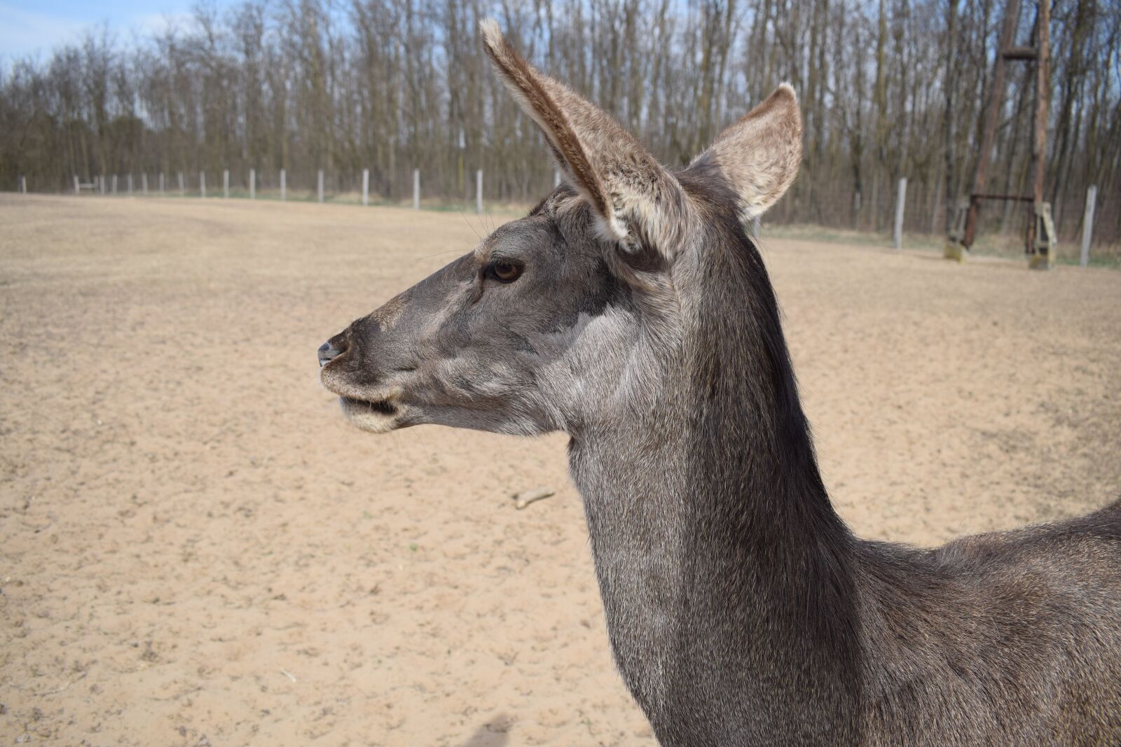Nikon D5300 sample photo. Deer, spring, nature photography