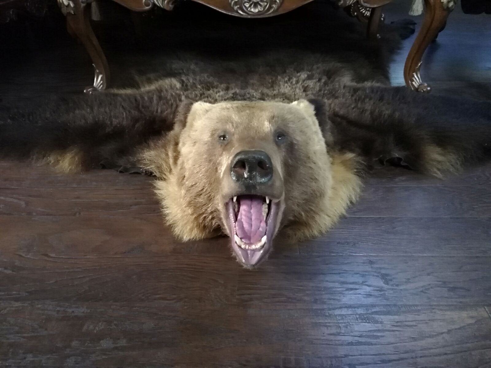 HUAWEI P20 lite sample photo. Bear, skin, mouth photography