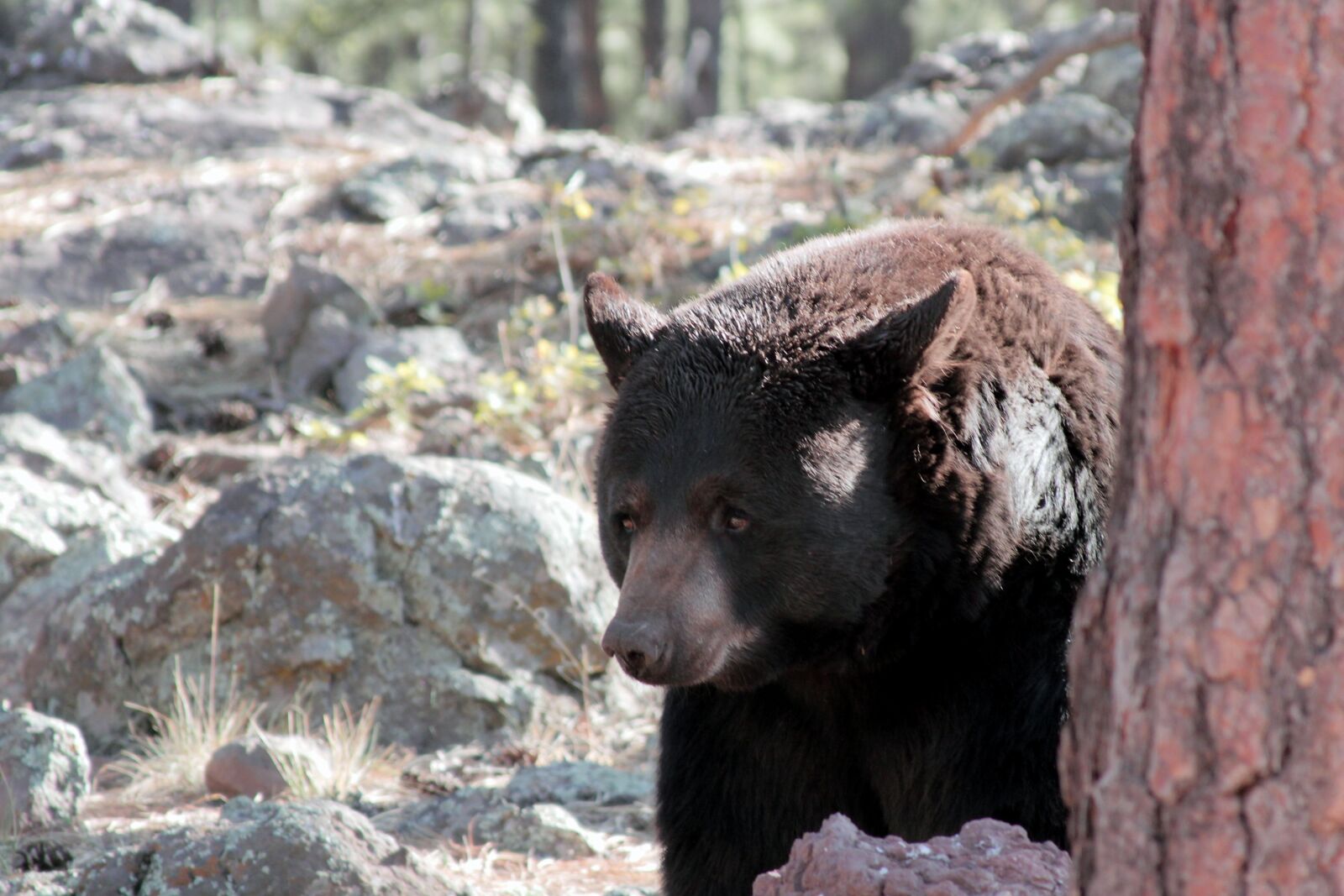 Canon EOS 7D sample photo. Arizona, bear, black photography
